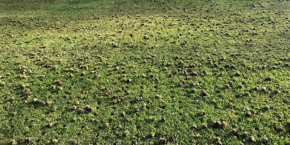 Aerated lawn with grass plugs on surface