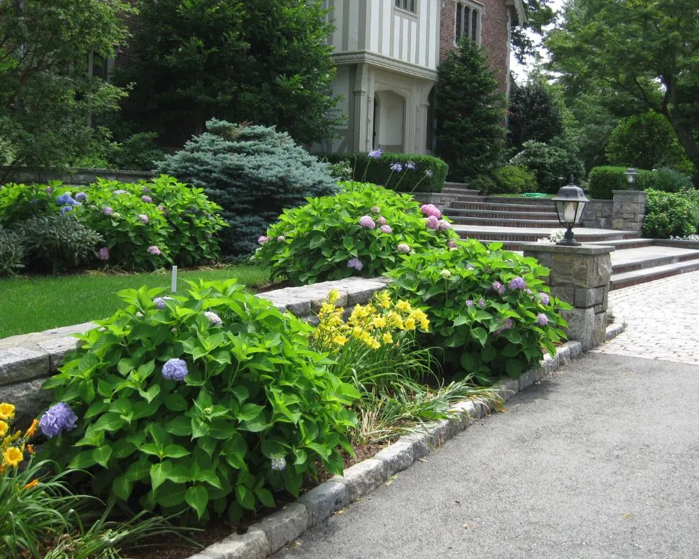 Hand-laid fieldstone wall and cobblestone driveway with hydrangea border in Bedford NY